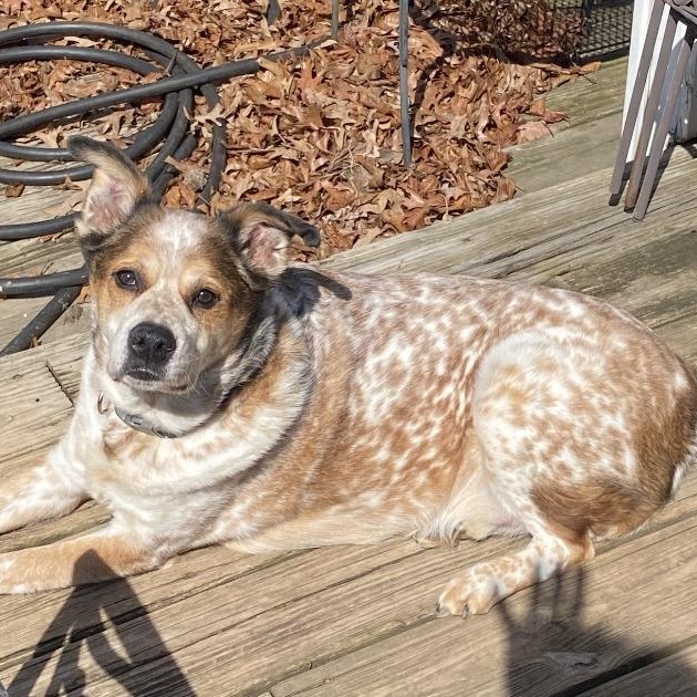 Dusk, Adoptable, Adult Male Australian Cattle Dog / Blue Heeler.