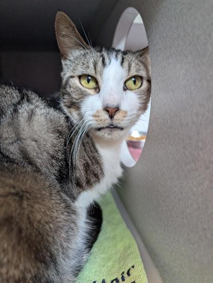 Teefers McGee, a Adoptable Domestic Short Hair in Bensalem, PA image 1/3