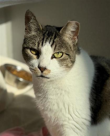 Teefers McGee, Adoptable, Adult Male Domestic Short Hair & Domestic Short Hair.