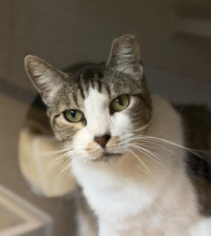 Teefers McGee, a Adoptable Domestic Short Hair in Bensalem, PA image 3/3