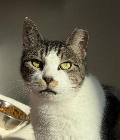 Enlarge Teefers McGee, a Adoptable Domestic Short Hair in Bensalem, PA image 3/6