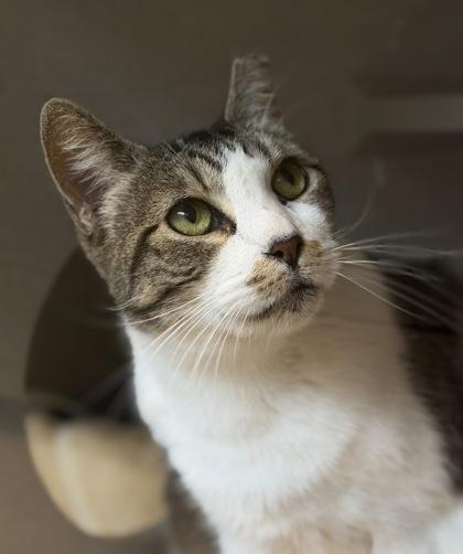 Enlarge Teefers McGee, a Adoptable Domestic Short Hair in Bensalem, PA image 3/3