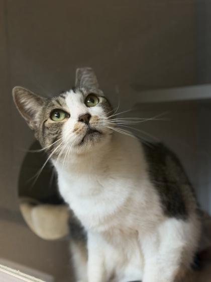 Enlarge Teefers McGee, a Adoptable Domestic Short Hair in Bensalem, PA image 4/6