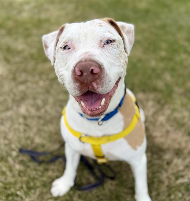 Enlarge CLANCY ARLOTTO, a Adoptable Pit Bull Terrier in Auburn, CA image 1/1