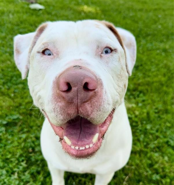 Enlarge CLANCY ARLOTTO, a Adoptable Pit Bull Terrier in Auburn, CA image 1/1