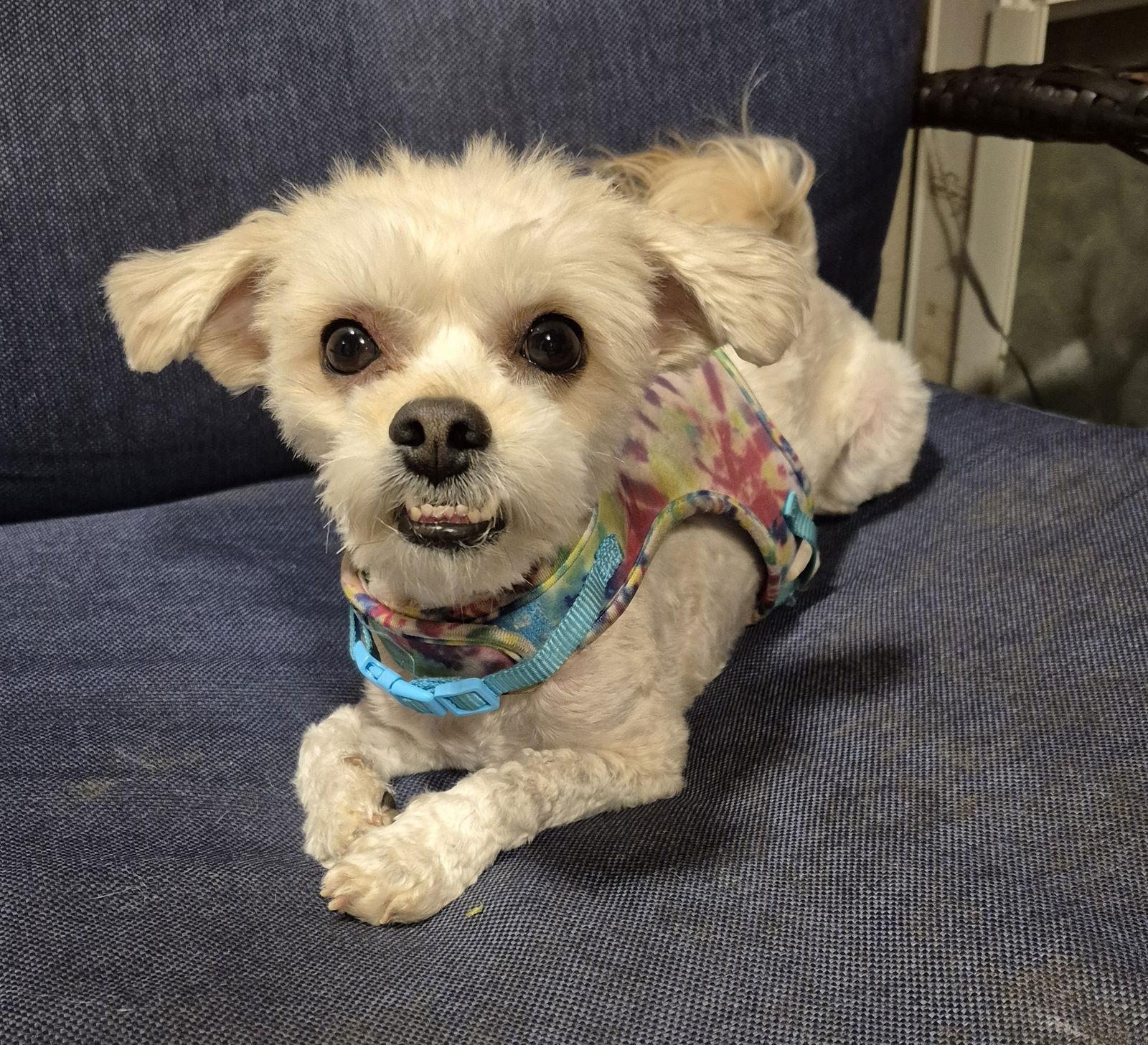 Honey** ADOPTION PENDING**, Adoptable, Young Female Shih Tzu.