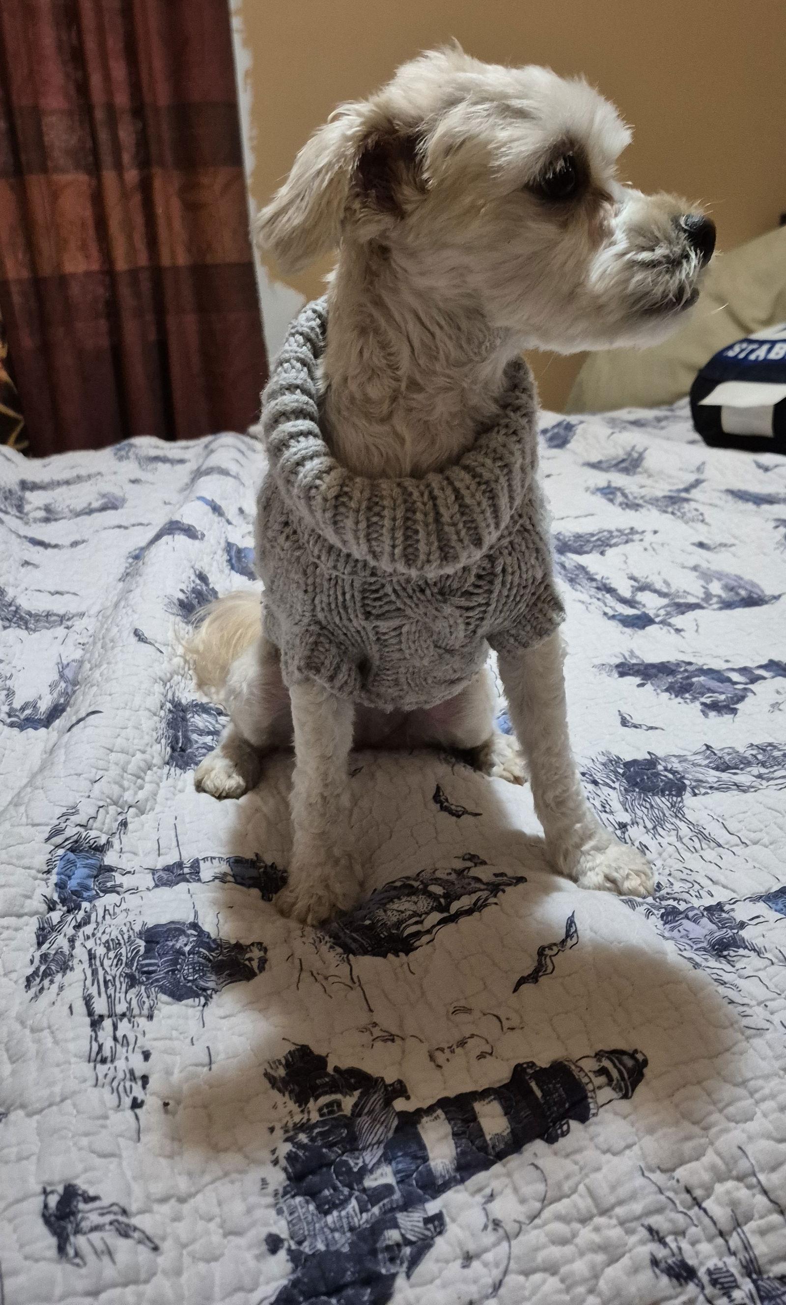 Enlarge Honey** ADOPTION PENDING**, a Adoptable Shih Tzu in London, ON image 2/3