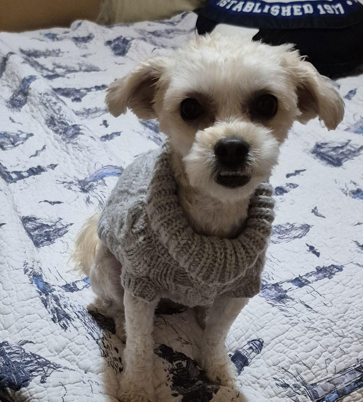 Enlarge Honey** ADOPTION PENDING**, a Adoptable Shih Tzu in London, ON image 3/3