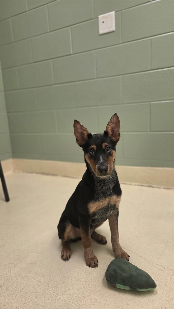 Enlarge Leah, a Adoptable mixed breed in Kalamazoo, MI image 1/2