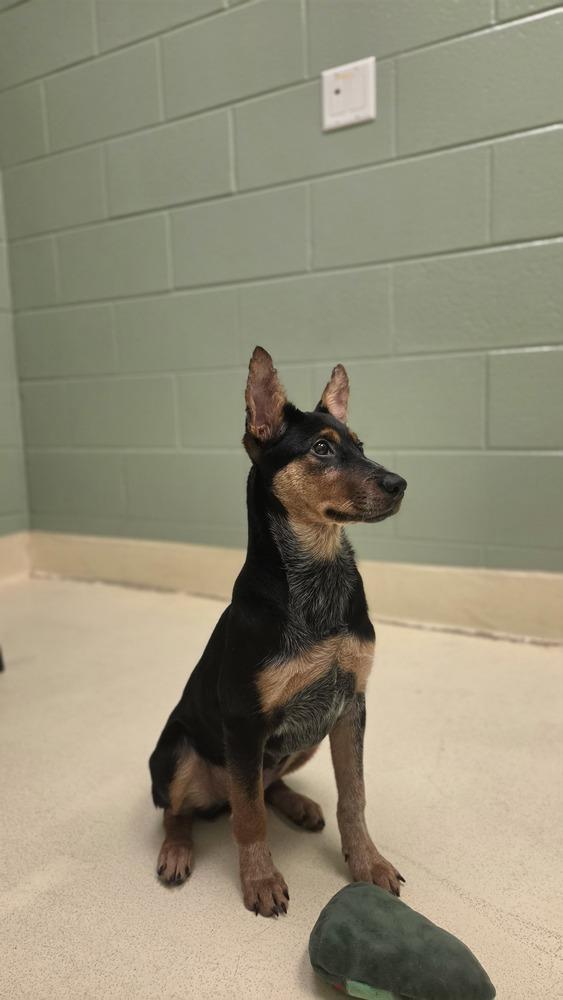 Enlarge Leah, a Adoptable mixed breed in Kalamazoo, MI image 2/2