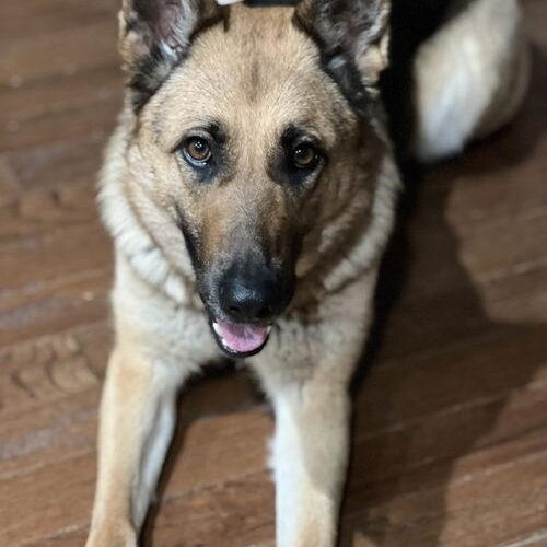 Enlarge Sandy (SGSR), a Adoptable German Shepherd Dog in Raleigh, NC image 1/2
