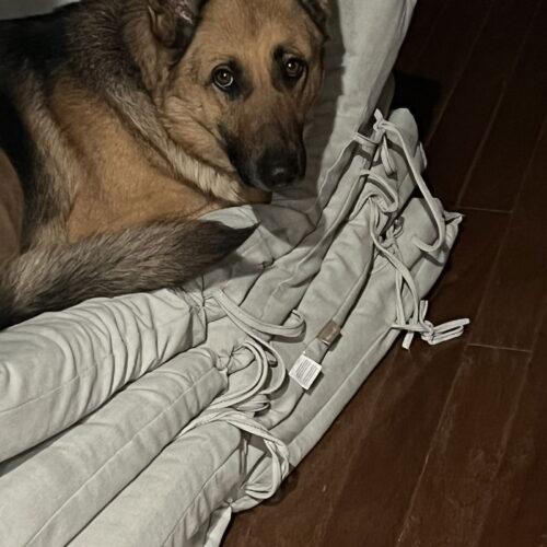 Sandy (SGSR), Adoptable, Adult Female German Shepherd Dog.