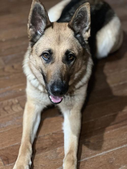 Enlarge Sandy (SGSR), a Adoptable German Shepherd Dog in Raleigh, NC image 2/2