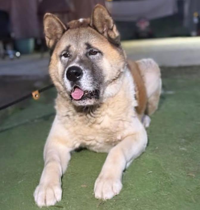 Branson, a Adoptable Akita in Romoland, CA image 1/3