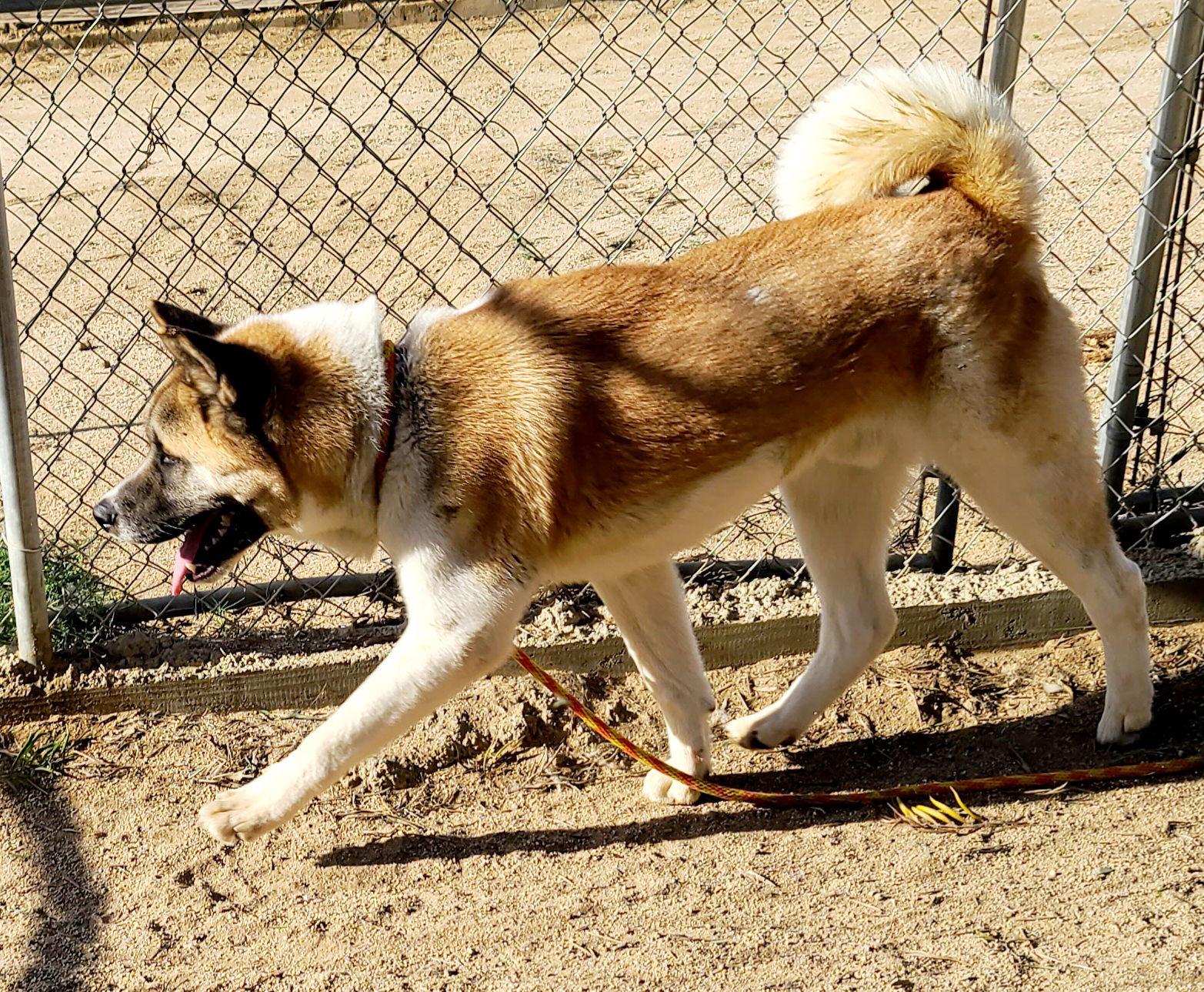 Branson, Adoptable, Young Male Akita.