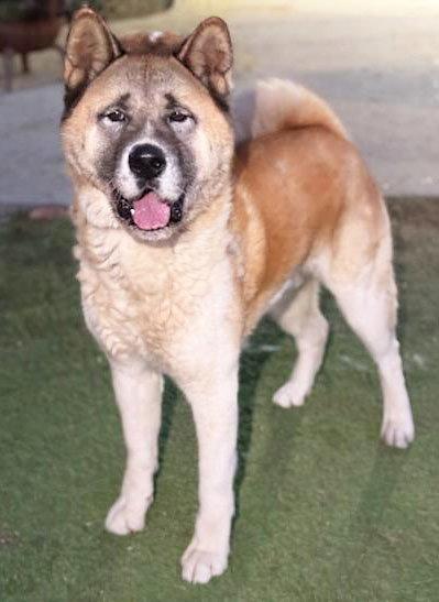 Branson, a Adoptable Akita in Romoland, CA image 2/3