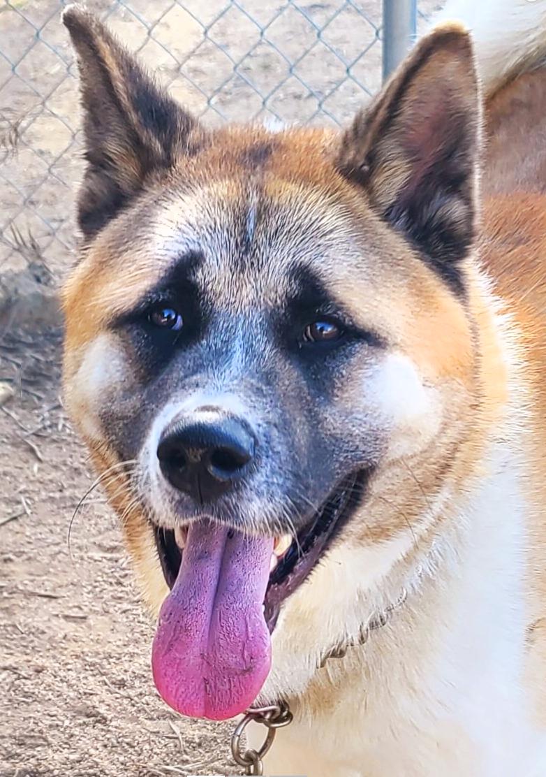 Enlarge Branson, a Adoptable Akita in Romoland, CA image 2/6
