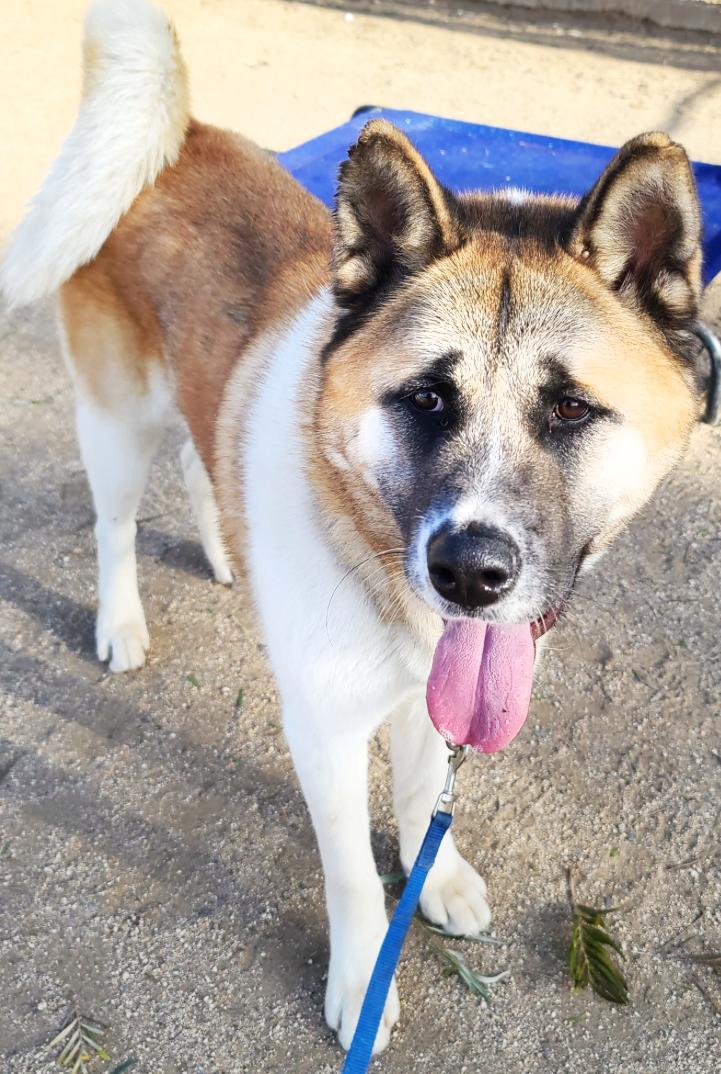 Enlarge Branson, a Adoptable Akita in Romoland, CA image 3/6