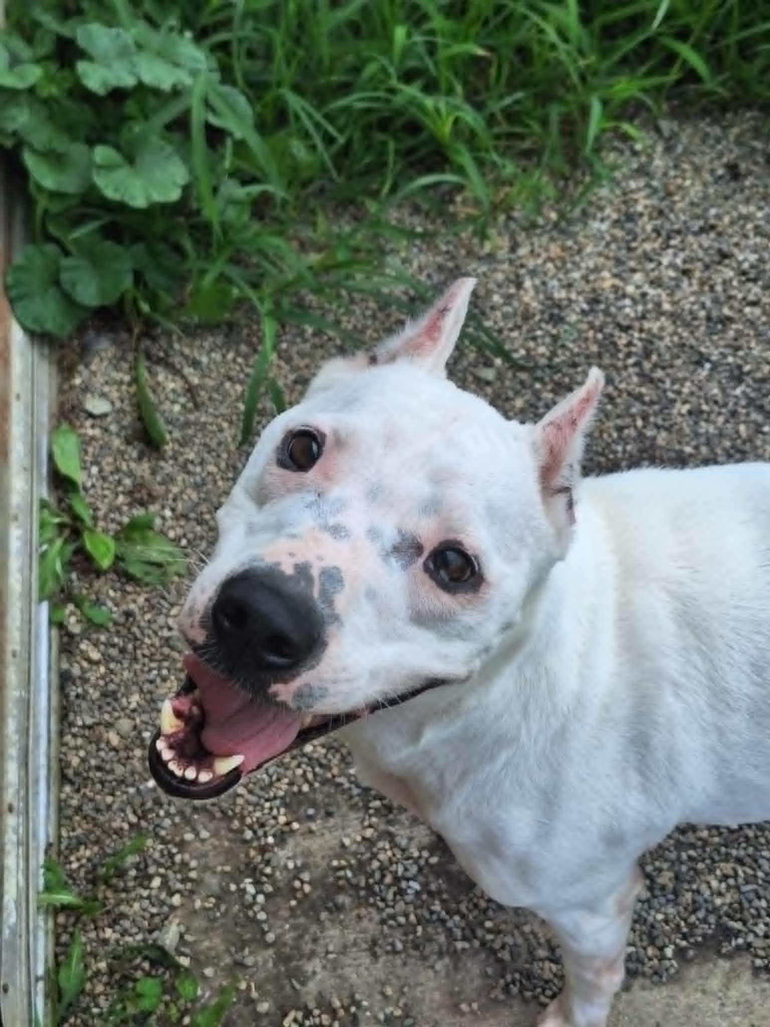 Mickey, a Adoptable Staffordshire Bull Terrier in Anderson, IN image 3/5