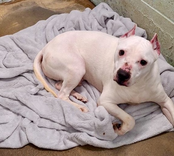 Mickey, a Adoptable Staffordshire Bull Terrier in Anderson, IN image 5/5