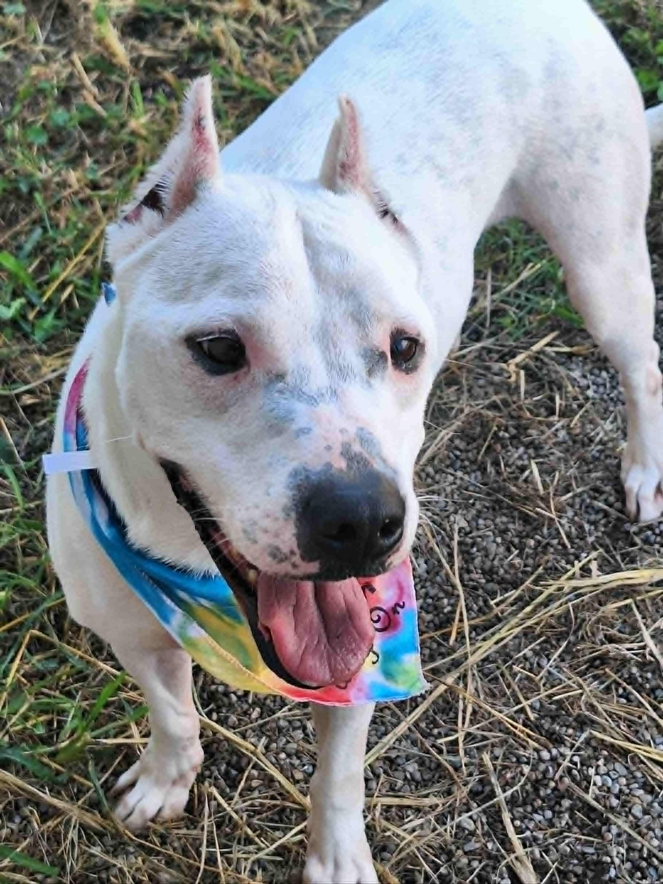 Mickey, a Adoptable Staffordshire Bull Terrier in Anderson, IN image 2/5