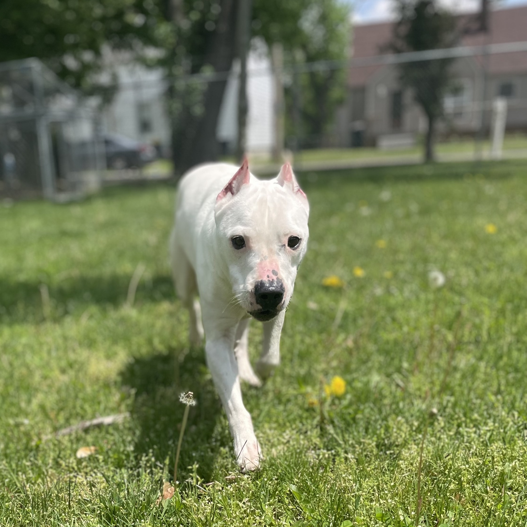Mickey, a Adoptable Staffordshire Bull Terrier in Anderson, IN image 4/5