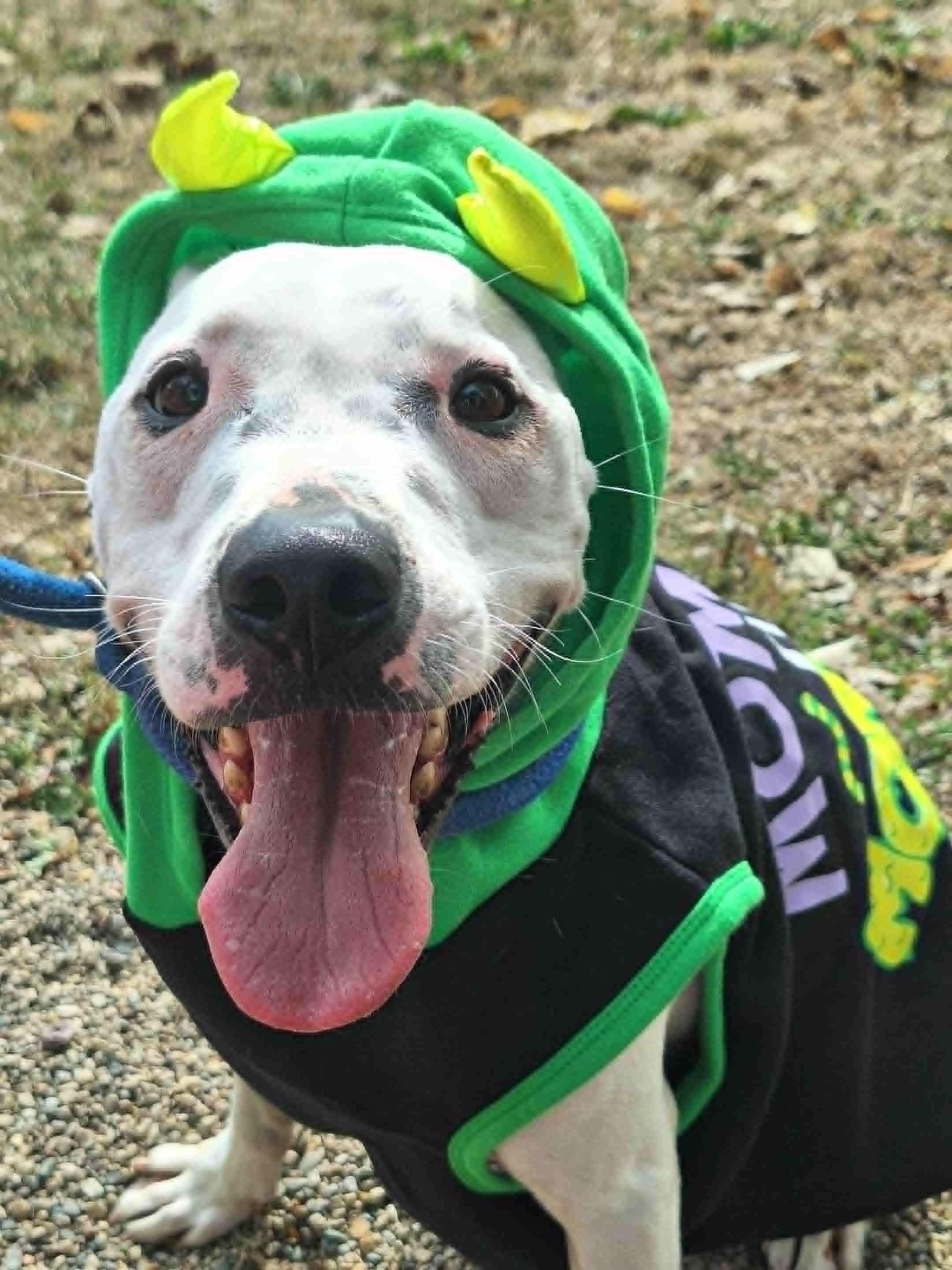 Mickey, Adoptable, Young Male Staffordshire Bull Terrier.