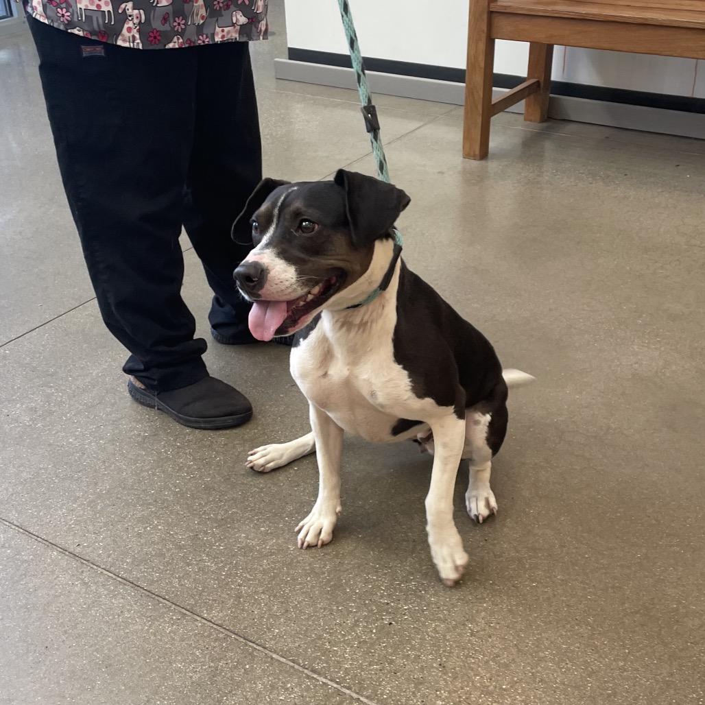 Meghan, Adoptable, Adult Female Pit Bull Terrier & Beagle.