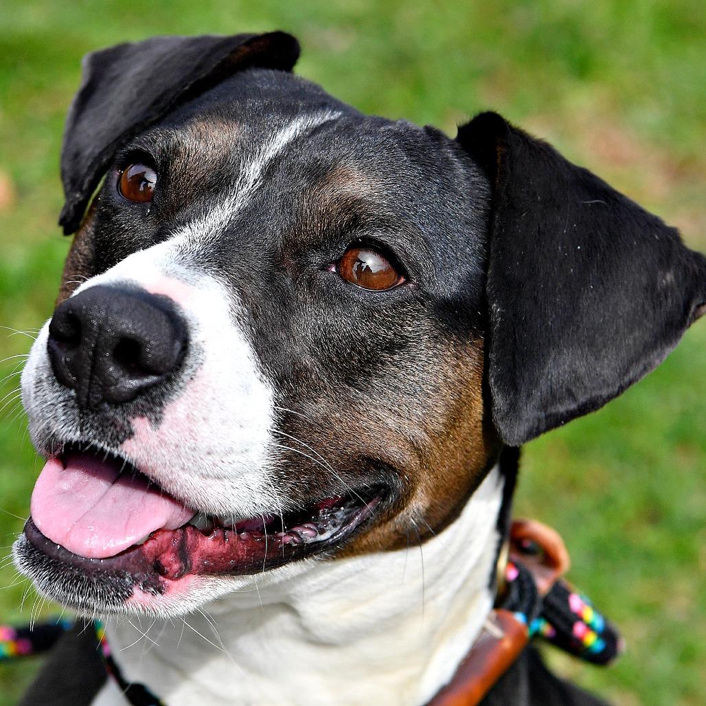 Enlarge Meghan, a Adoptable mixed breed in York, PA image 2/6