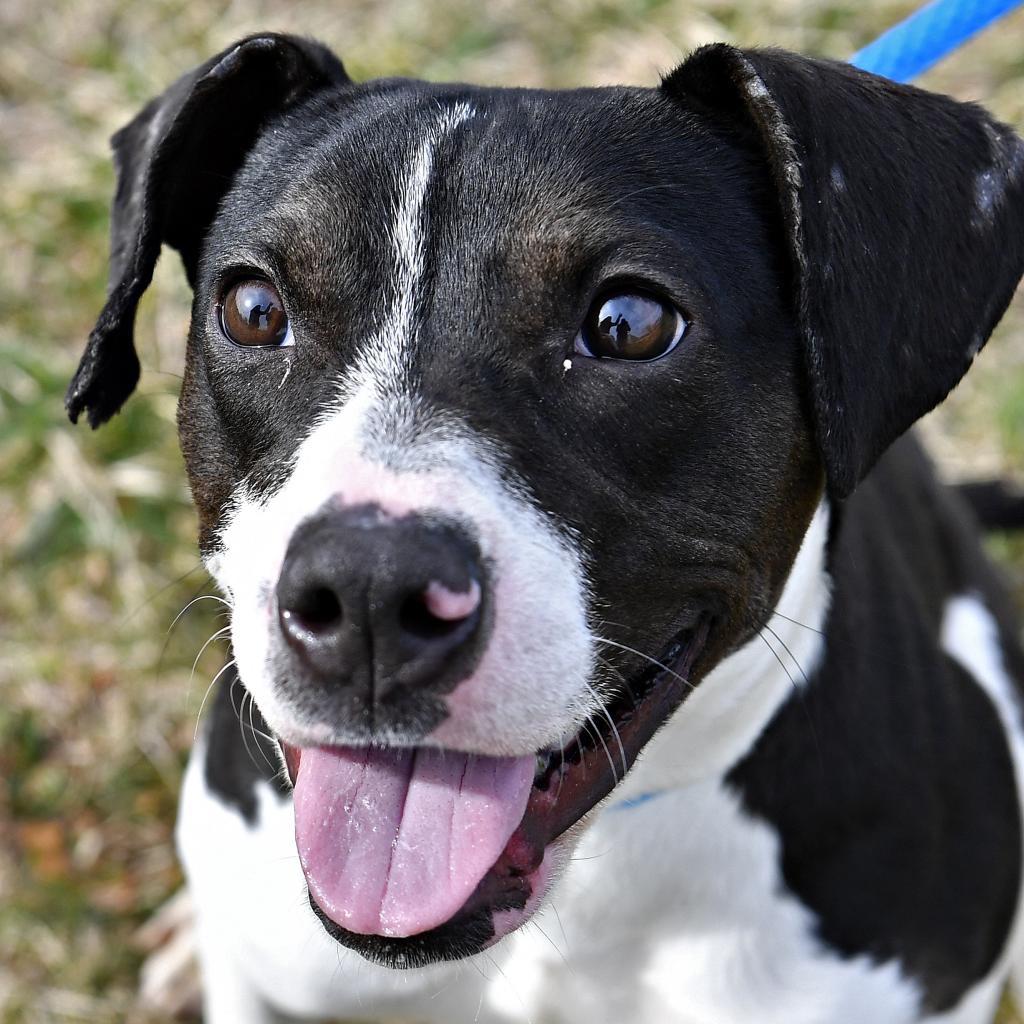 Enlarge Meghan, a Adoptable mixed breed in York, PA image 3/6