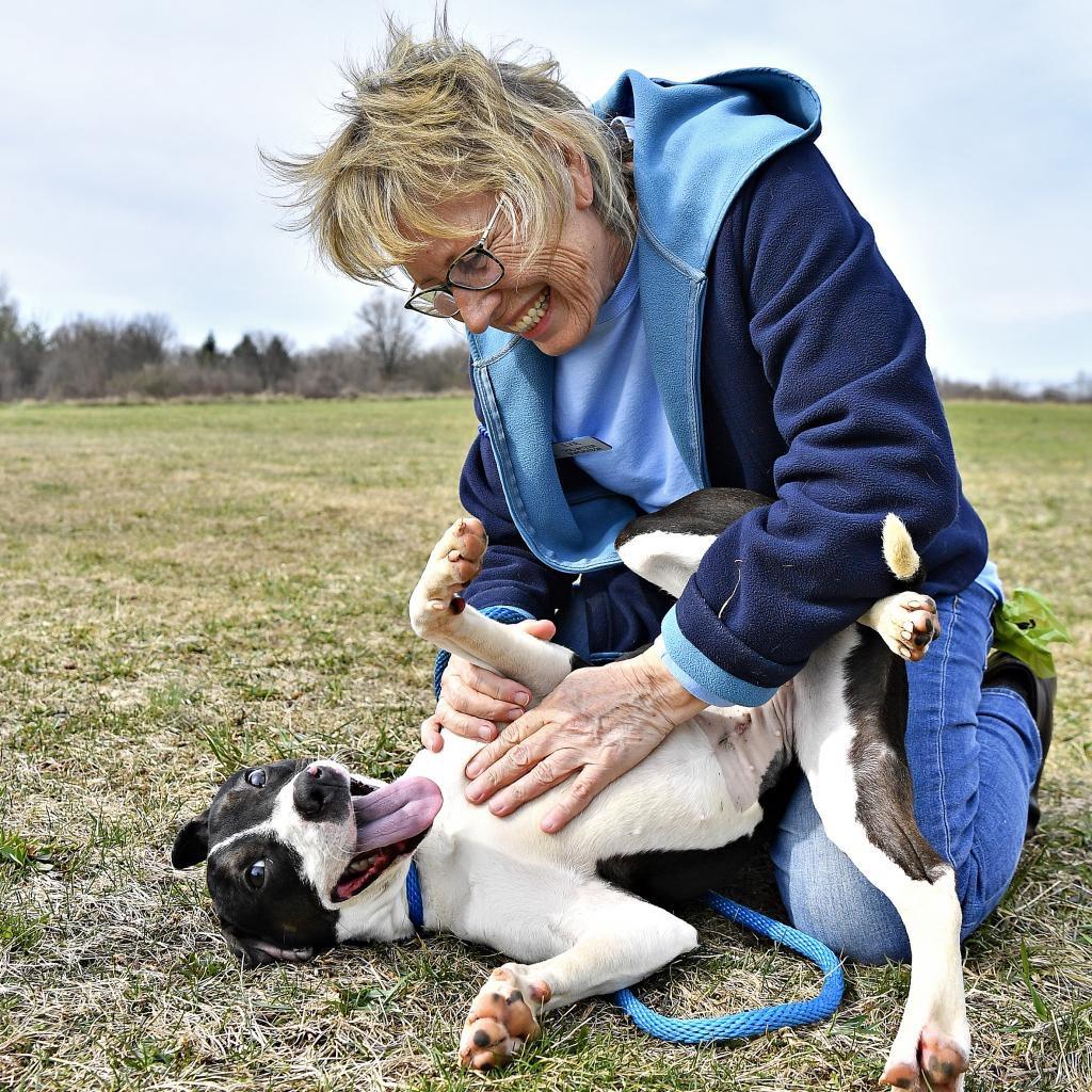 Enlarge Meghan, a Adoptable mixed breed in York, PA image 4/6