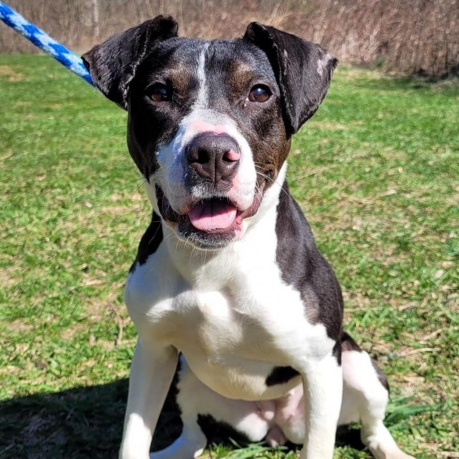 Enlarge Meghan, a Adoptable mixed breed in York, PA image 5/6