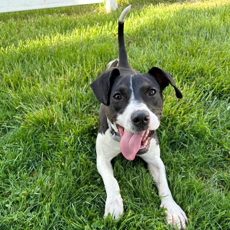 Enlarge Meghan, a Adoptable mixed breed in York, PA image 6/6