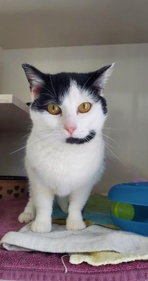 Enlarge Halo, a ADOPTABLE Domestic Short Hair in Hutchinson, MN image 1/4