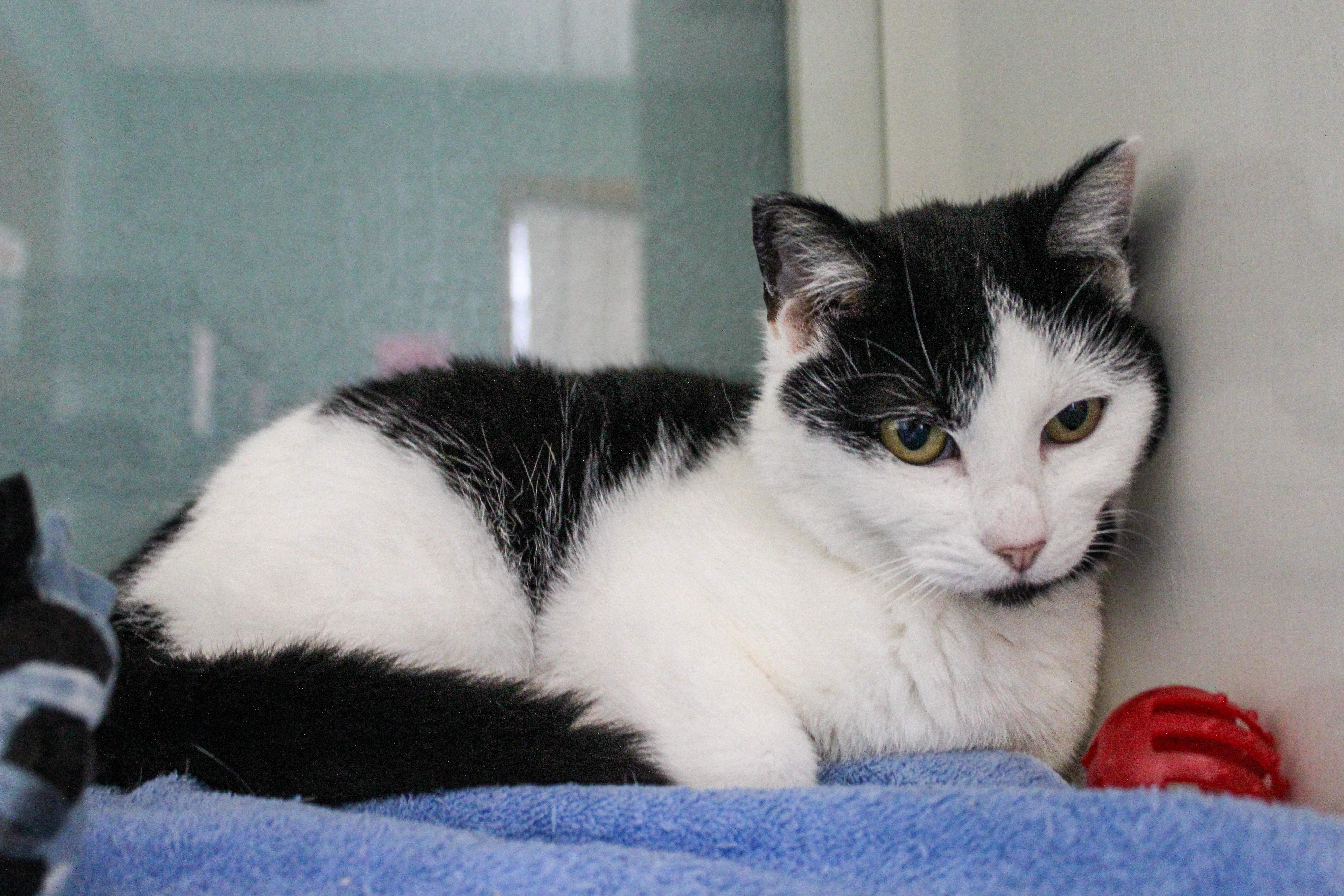 Enlarge Halo, a ADOPTABLE Domestic Short Hair in Hutchinson, MN image 4/4