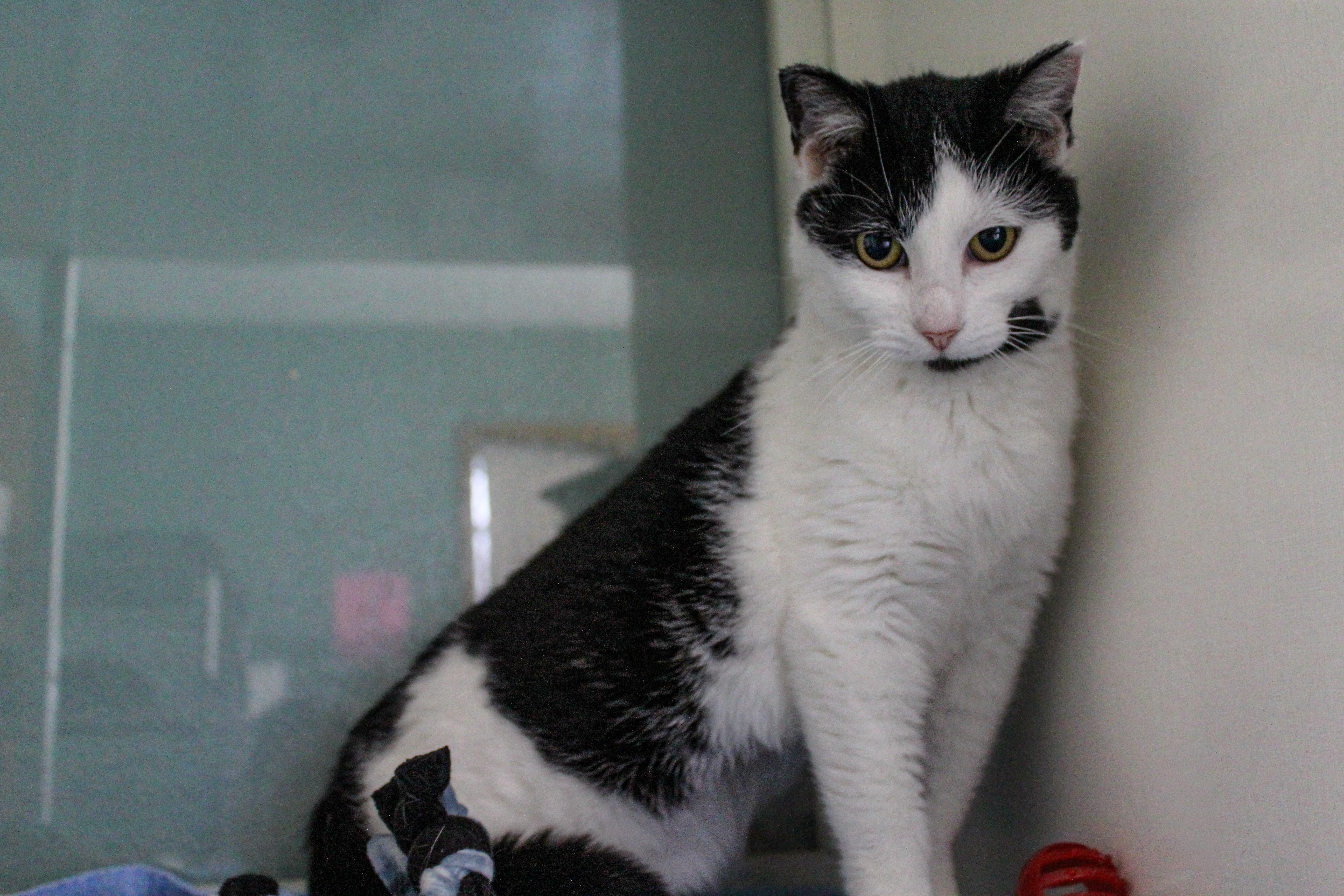 Enlarge Halo, a ADOPTABLE Domestic Short Hair in Hutchinson, MN image 2/4