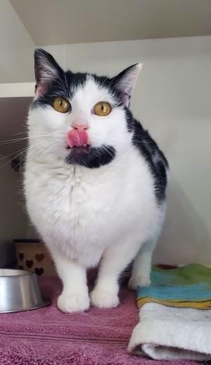 Enlarge Halo, a ADOPTABLE Domestic Short Hair in Hutchinson, MN image 3/4