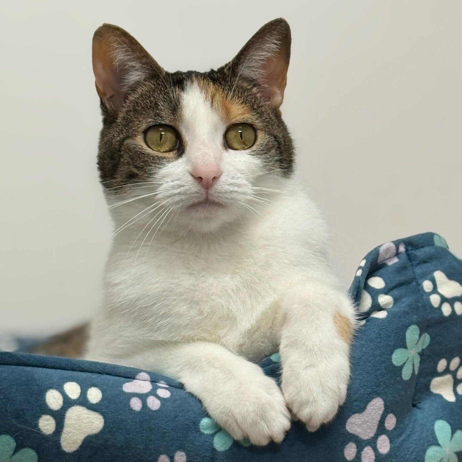 Adria, Adult Female Domestic Short Hair