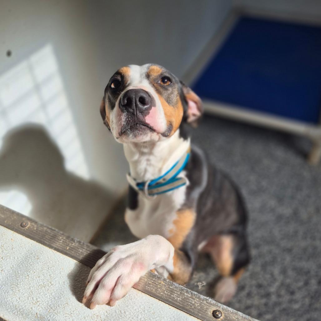 Jasper, Adoptable, Adult Male Foxhound & Pit Bull Terrier.