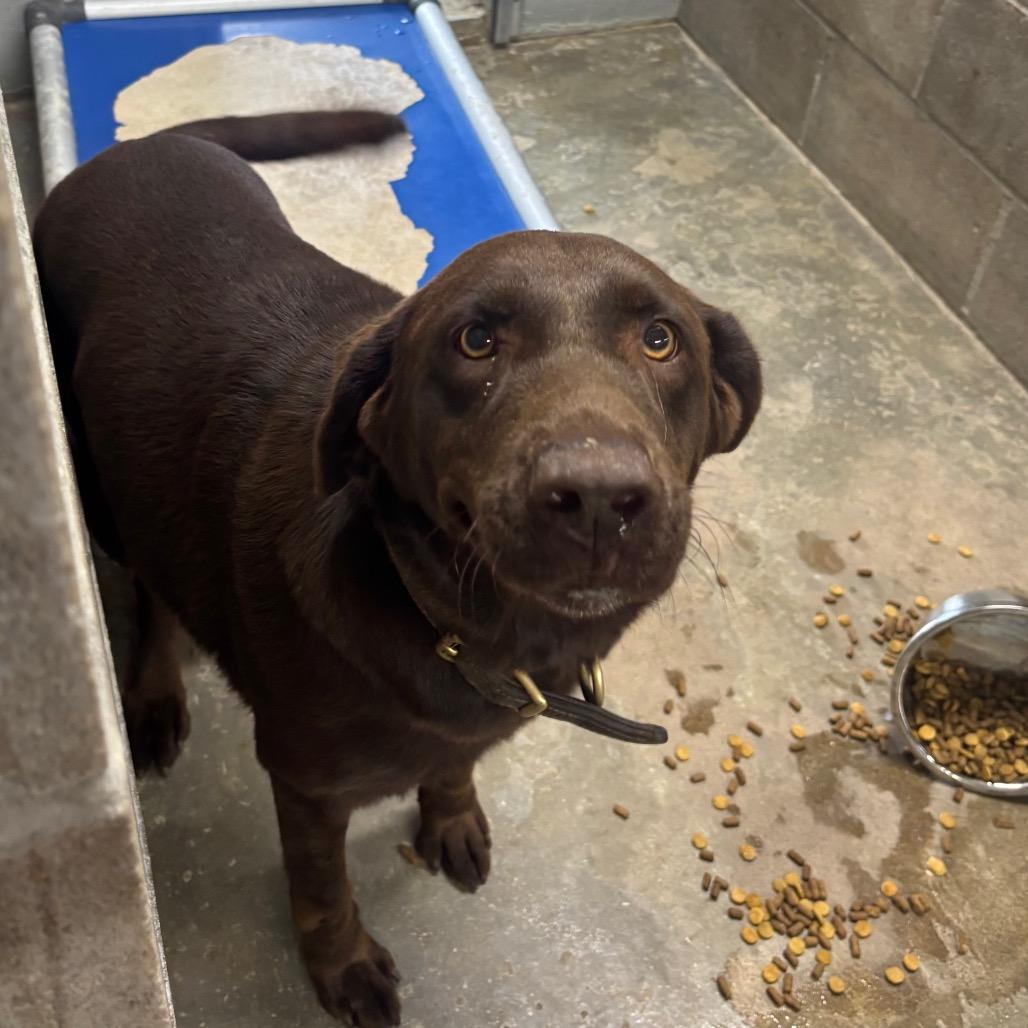 Raven, Adoptable, Adult Female Chocolate Labrador Retriever.