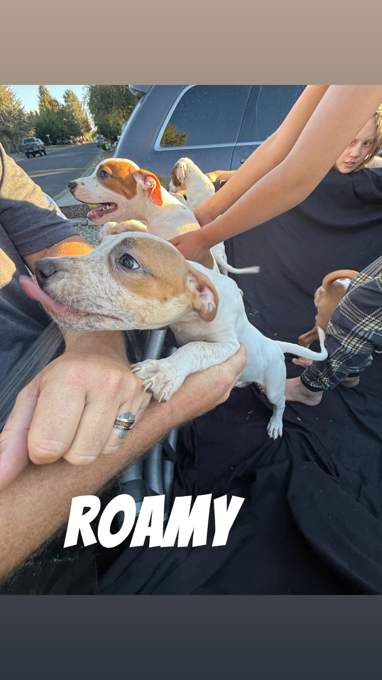 Roamy, a Adoptable mixed breed in Klamath Falls, OR image 2/2