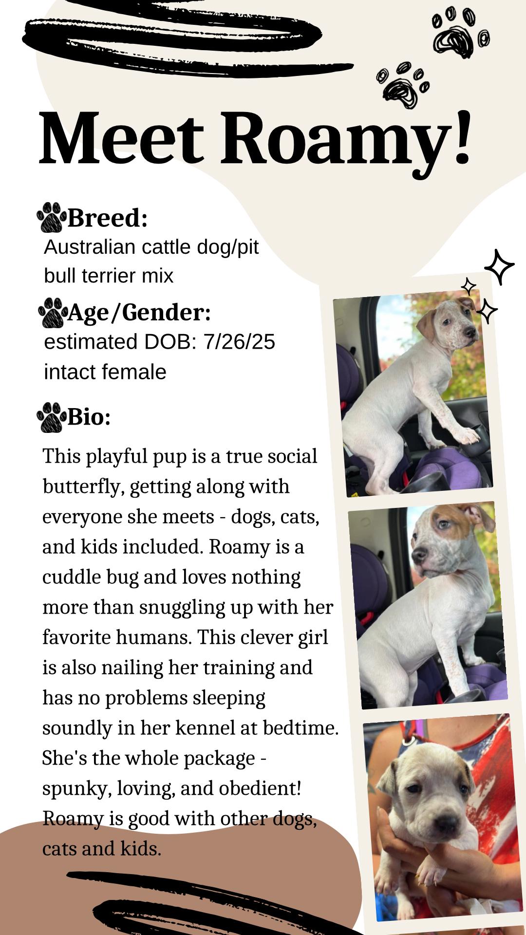 Roamy, Adoptable, Young Female Australian Cattle Dog / Blue Heeler & Pit Bull Terrier.