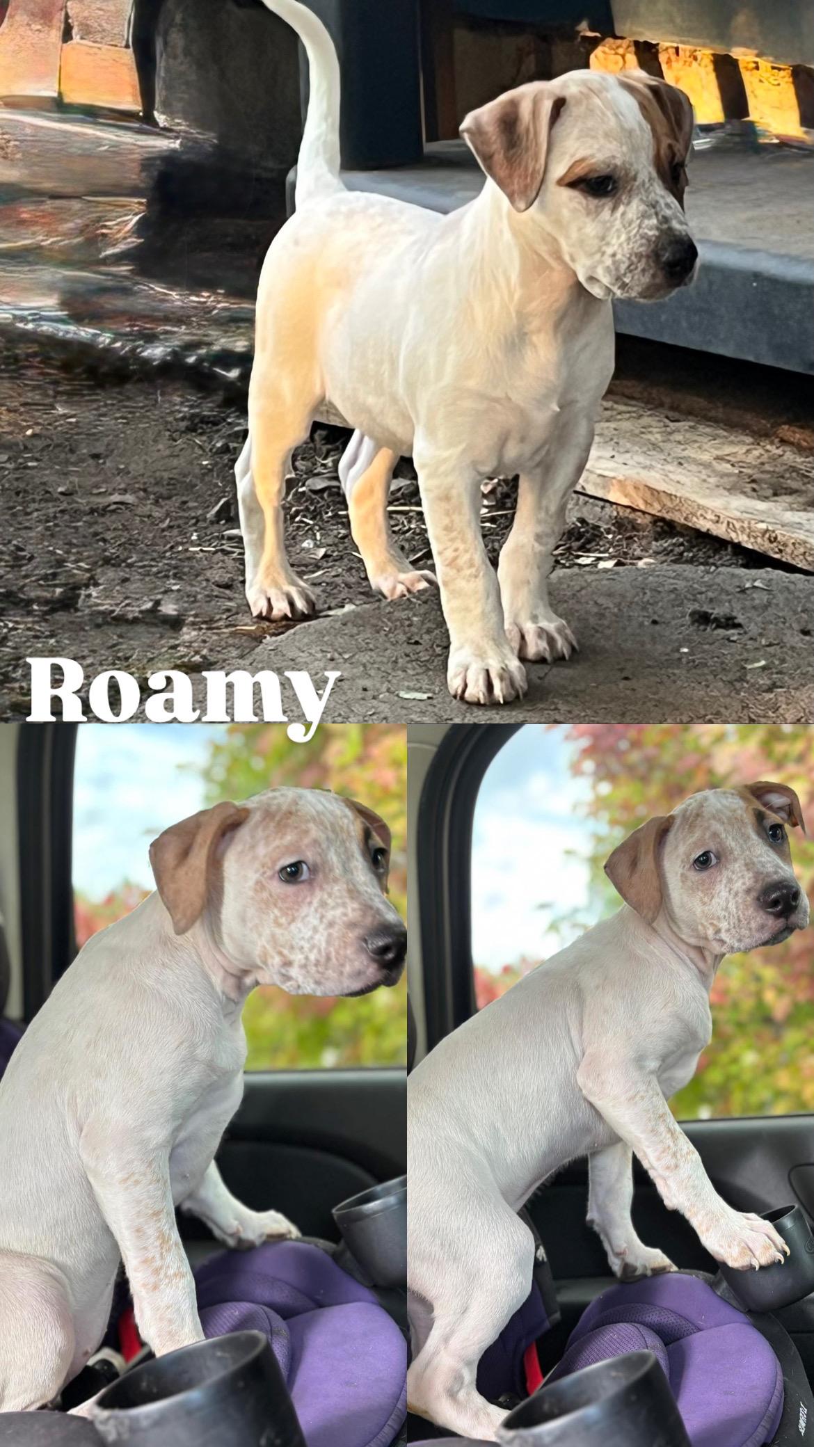 Roamy, an adoptable Australian Cattle Dog / Blue Heeler, Pit Bull Terrier in Klamath Falls, OR, 97603 | Photo Image 1