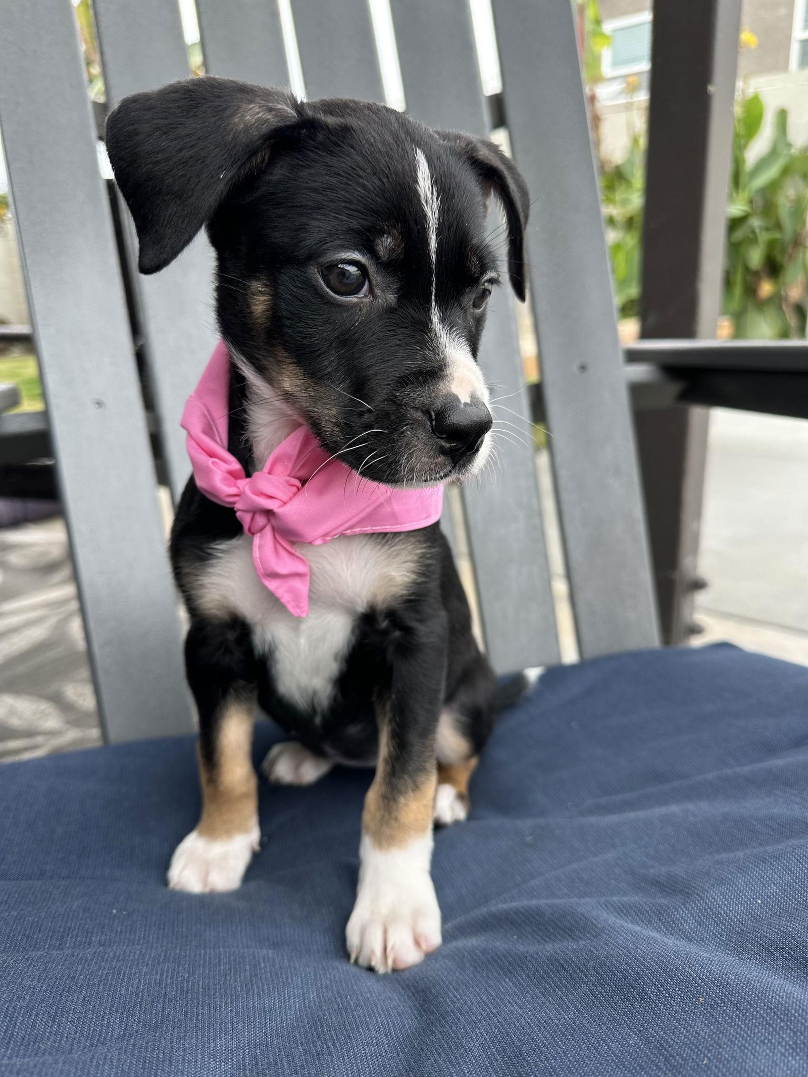 Gretchen, Adoptable, Puppy Female Border Collie.