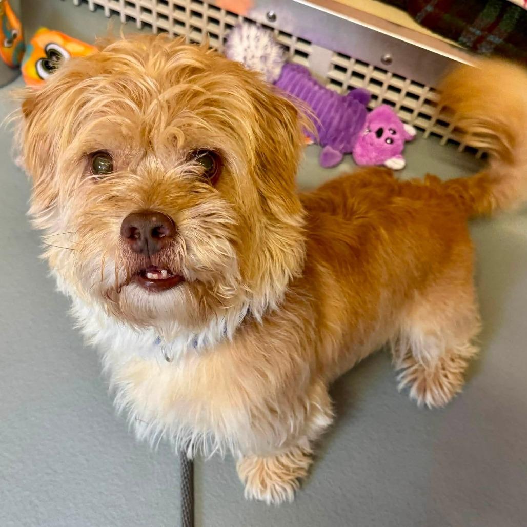 Cooper, Adoptable, Adult Male Mixed Breed.