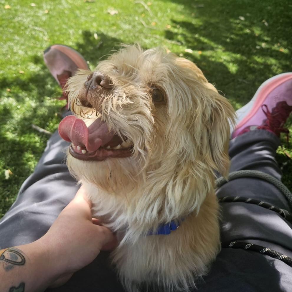 Enlarge Cooper, a Adoptable Mixed Breed in Saint Charles, MO image 2/6
