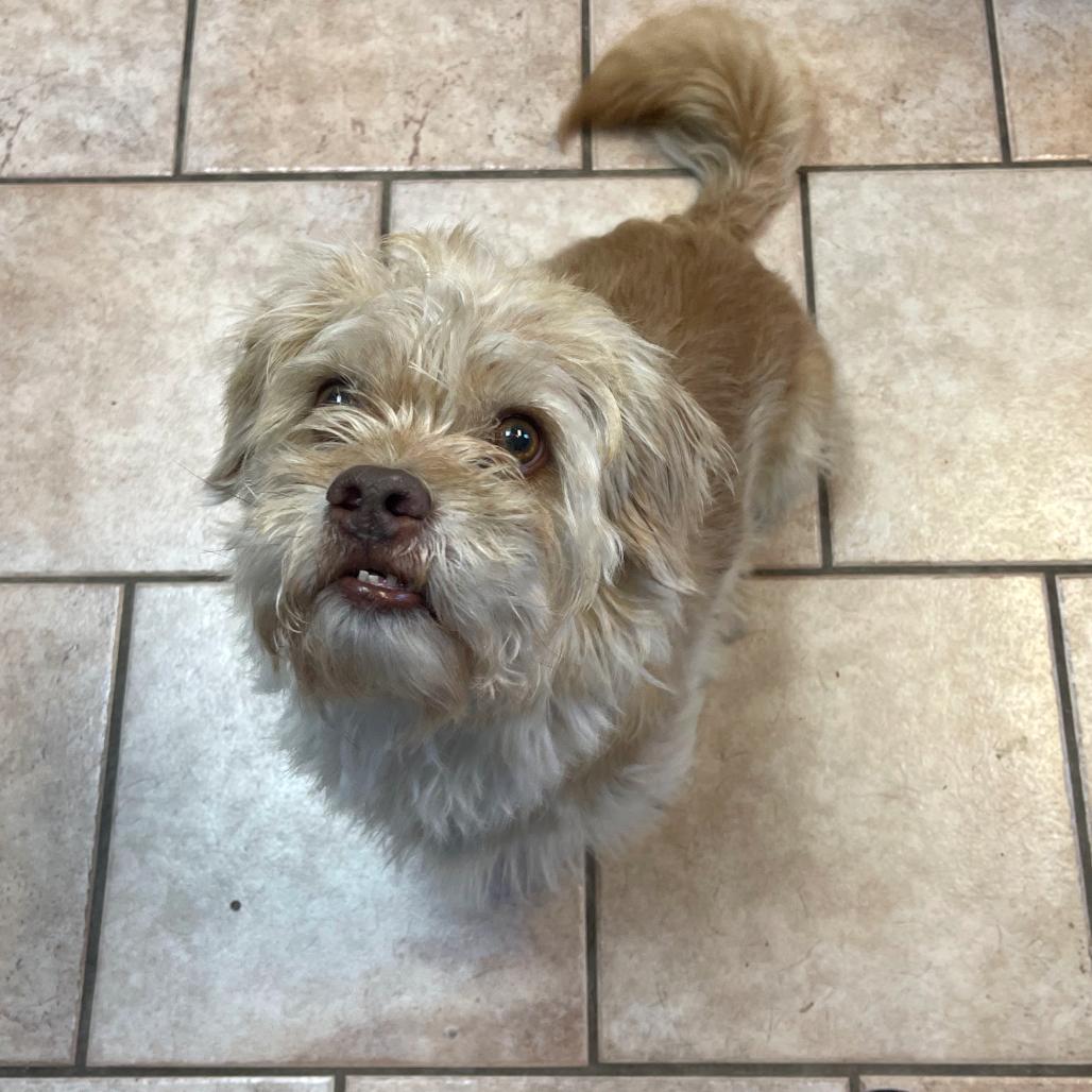 Enlarge Cooper, a Adoptable Mixed Breed in Saint Charles, MO image 3/6
