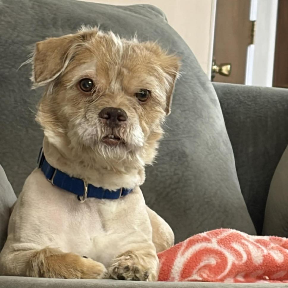 Enlarge Cooper, a Adoptable Mixed Breed in Saint Charles, MO image 4/6