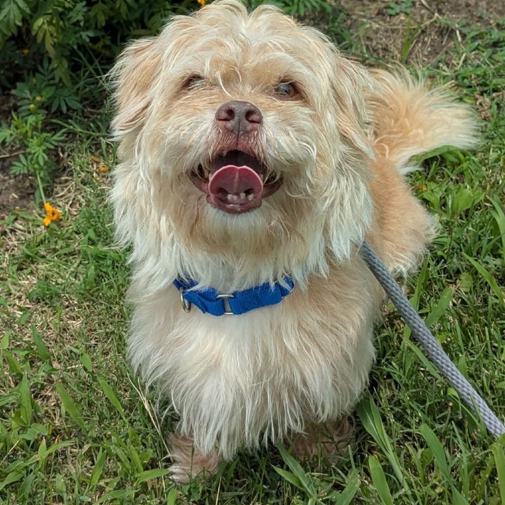 Enlarge Cooper, a Adoptable Mixed Breed in Saint Charles, MO image 5/6