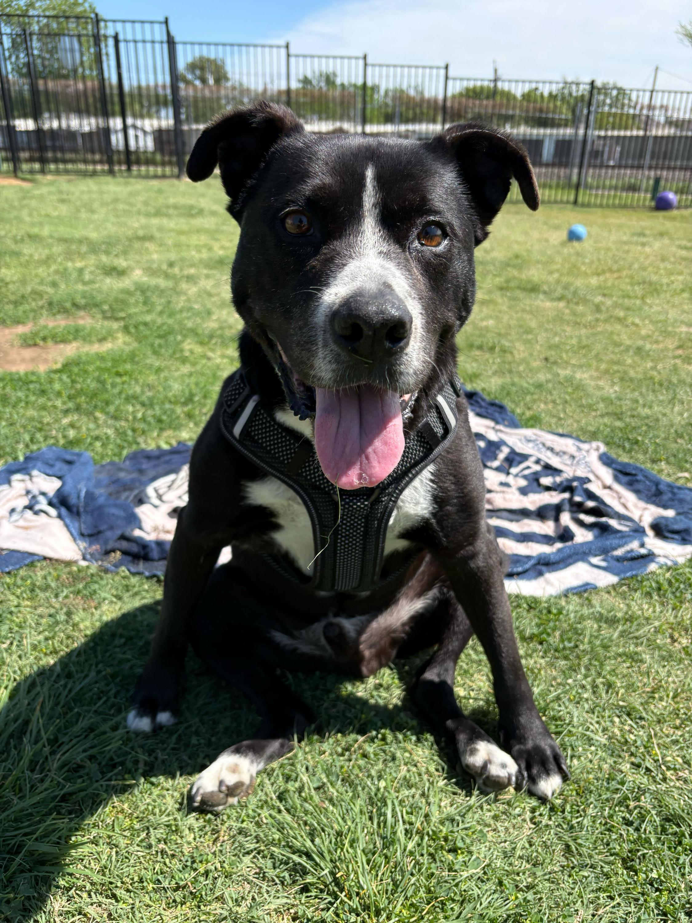Job, Adoptable, Senior Male Black Labrador Retriever.